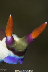 Close-up. by Mehmet Salih Bilal 